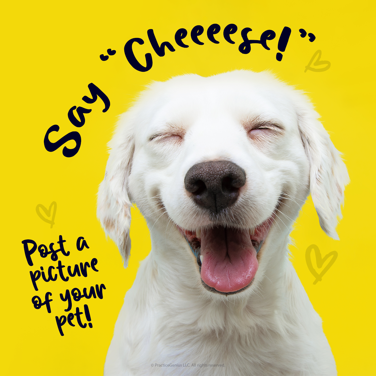 National_Pet_Posts_post_a_pic.png